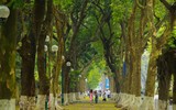 Ngắm những vòm cây đẹp như cổ tích ở Hà Nội